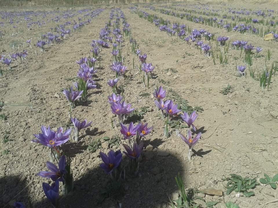 برداشت گل زعفران در غزنی
