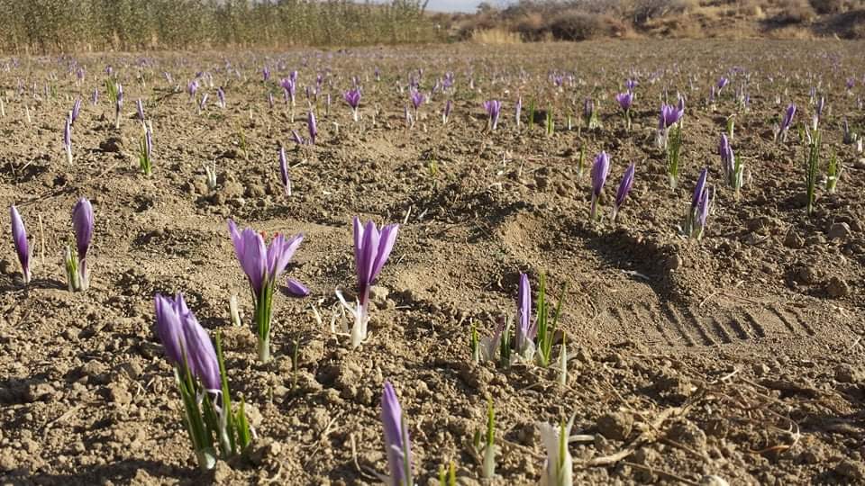 برداشت گل زعفران در غزنی