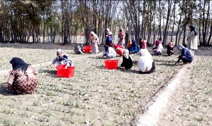 نماهایی از جریان چیدن گل زعفران در هرات