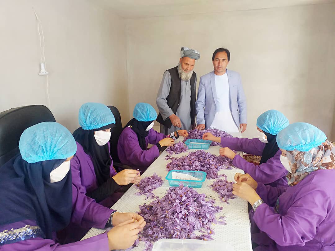 برداشت گل زعفران در غزنی