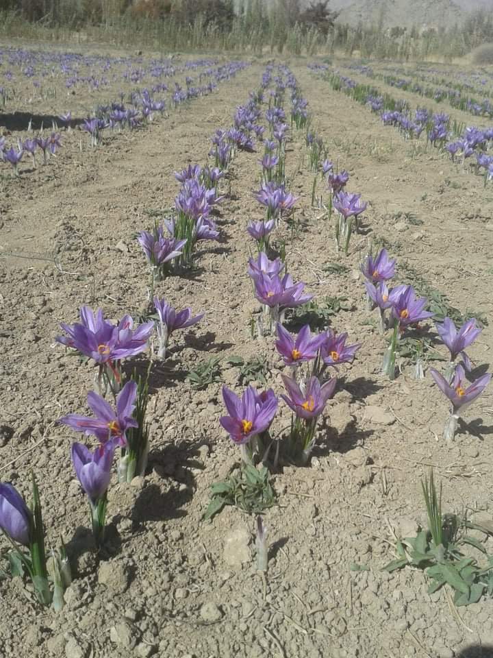 برداشت گل زعفران در غزنی