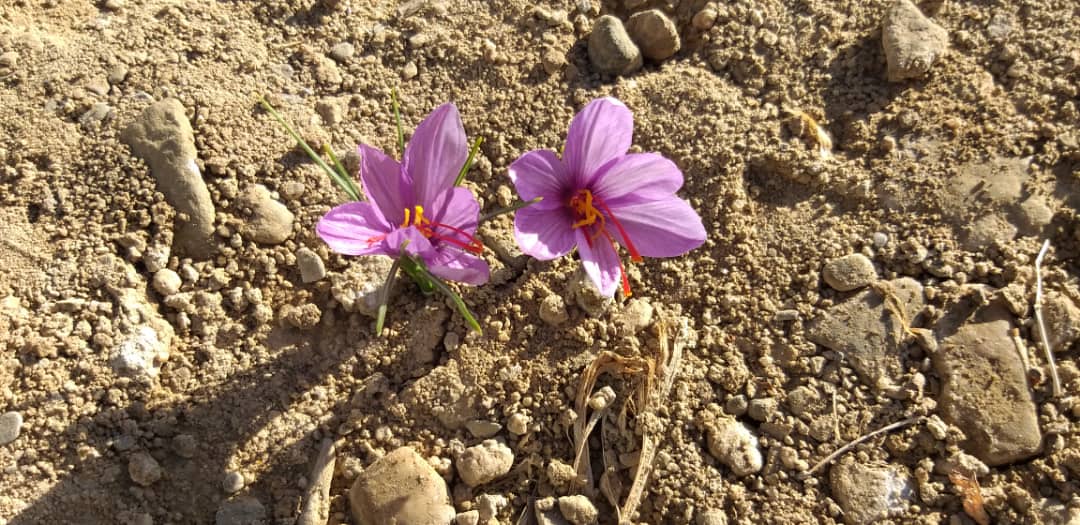 برداشت گل زعفران در غزنی