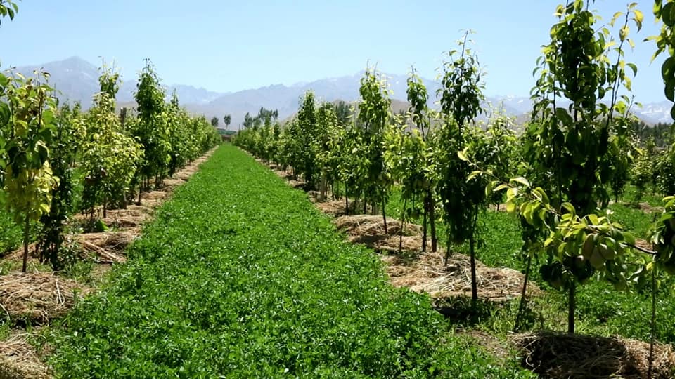 1,400 Acres of new Gardens have been built in Ghor this year