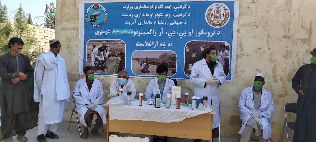 هلمند کې د بروسلوز او طاعون پر وړاندې د واکسينو کمپاين پيل شو