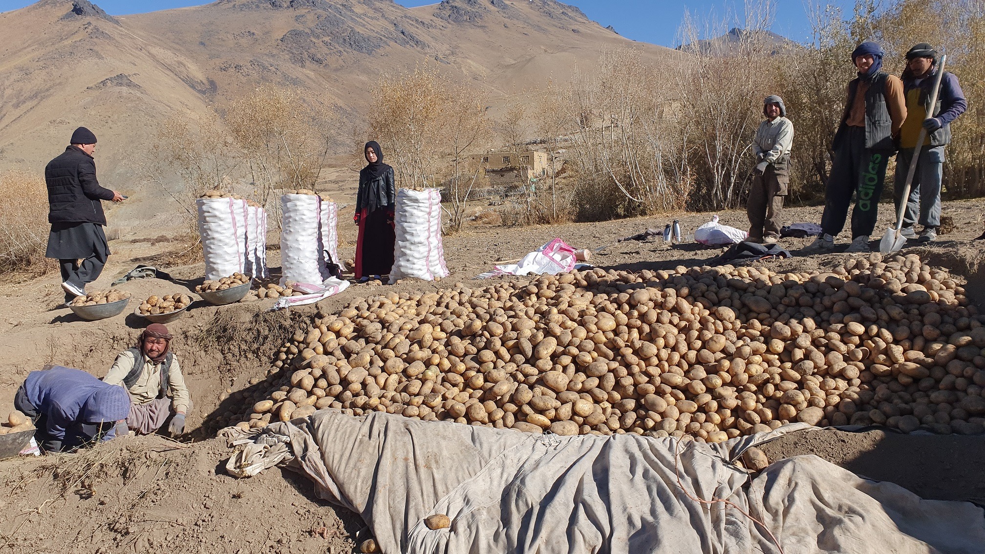 Construction of Potato's Storage: Rakhshana no longer sells her Potatoes cheaply