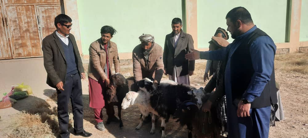 ۵۰۰ بُز و گوسفند و ۹۰۰ کیلو تخم گیاه طبی و غیرطبی به انجمن‌های حفاظت از چراگاه‌ها در غور توزیع شد