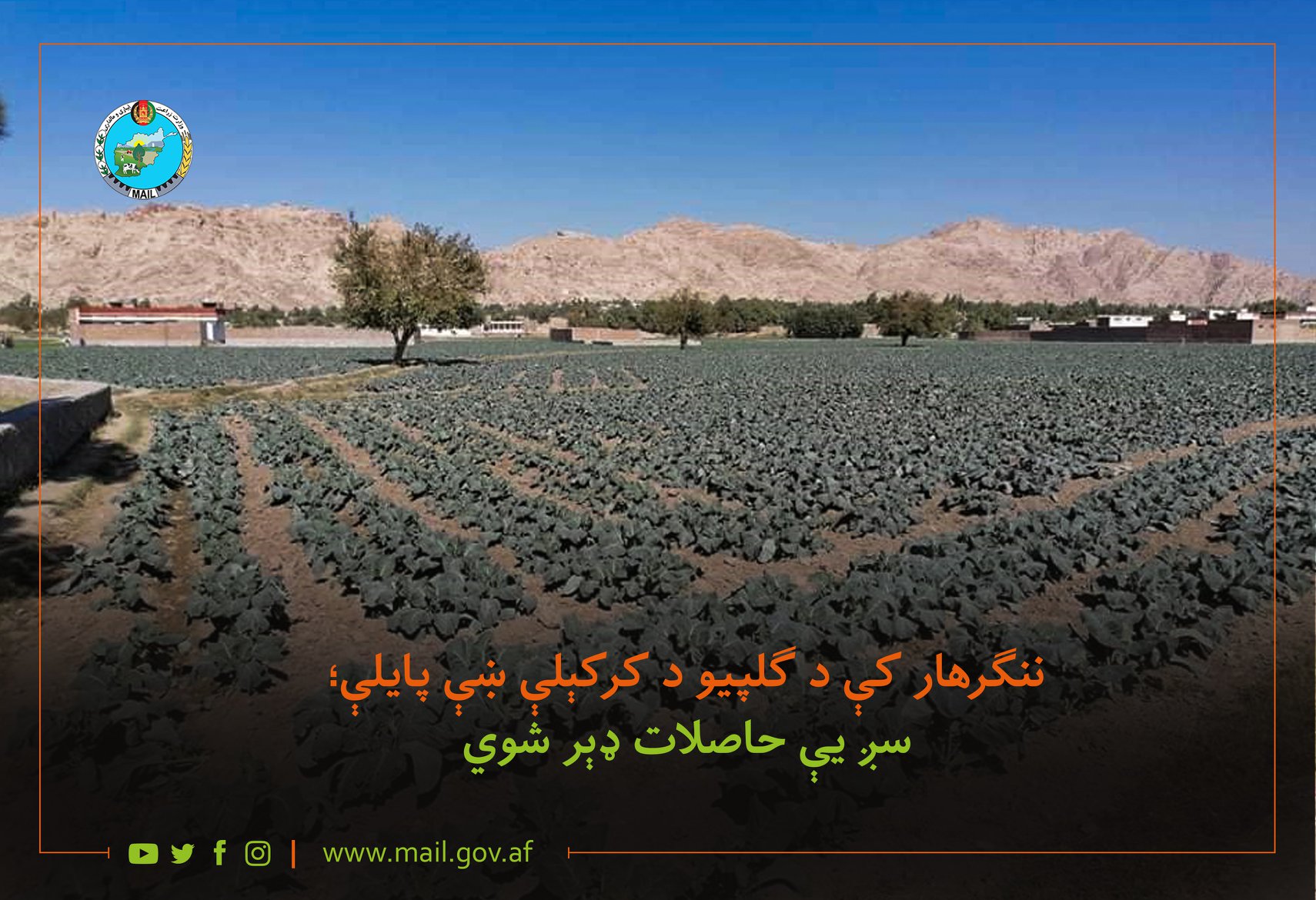 ننګرهار کې د ګلپيو د کرکېلې ښې پایلې؛ سږ یې حاصلات ډېر شوي