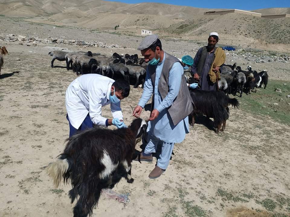 پکتیا کې د مالدارۍ سکټور د غوړېدو په پار هڅې