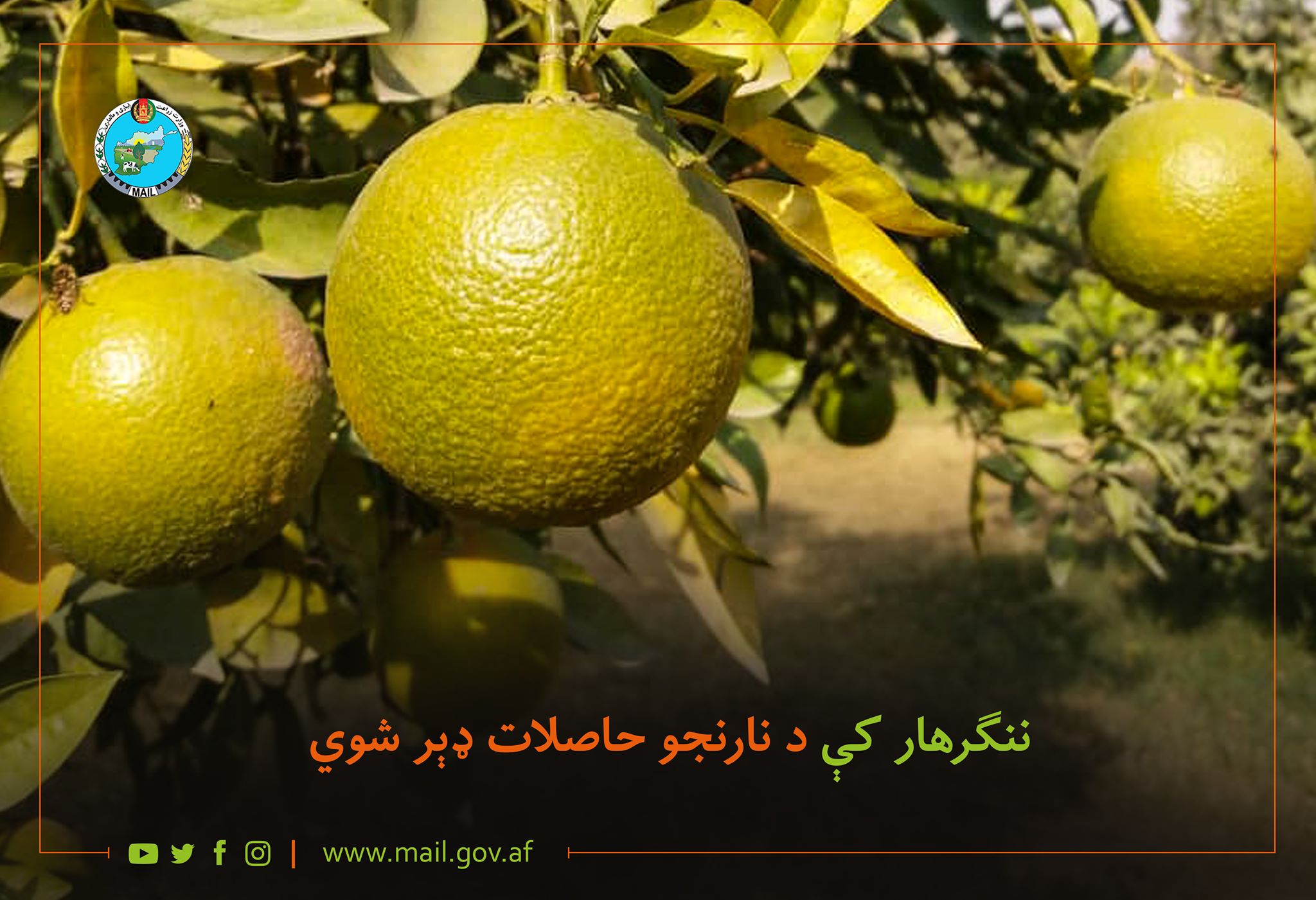 ننګرهار کې د نارنجو حاصلات ډېر شوي