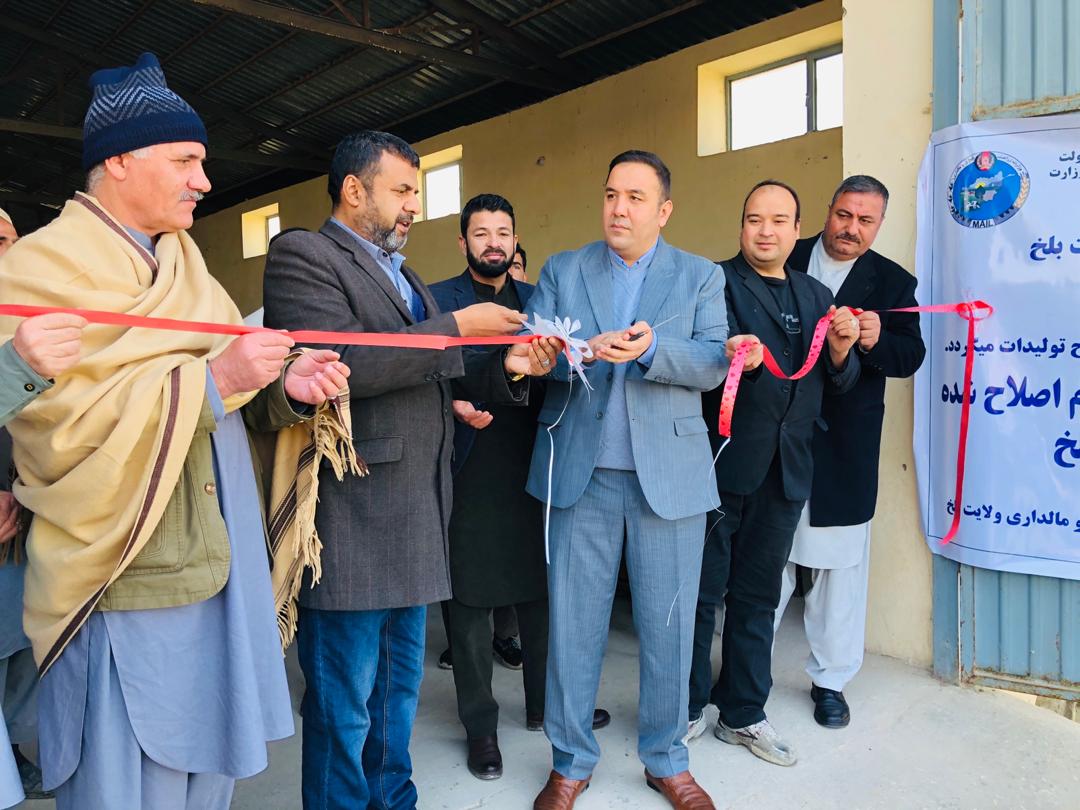 18,500 Farmers Received Modified wheat seeds in Balkh