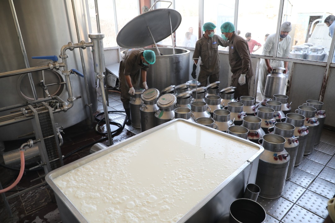 47,000 Liters of Milk are processed and supplied daily in Herat