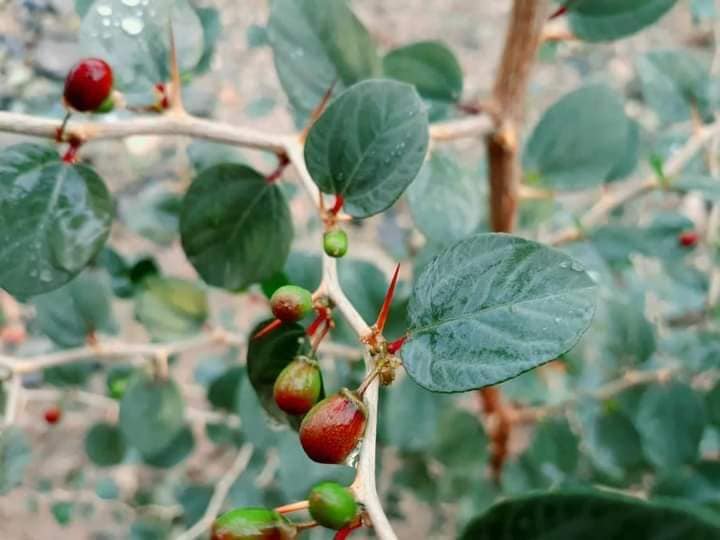 جنگل‌های بیر توسط ریاست زراعت لغمان احداث شده است.