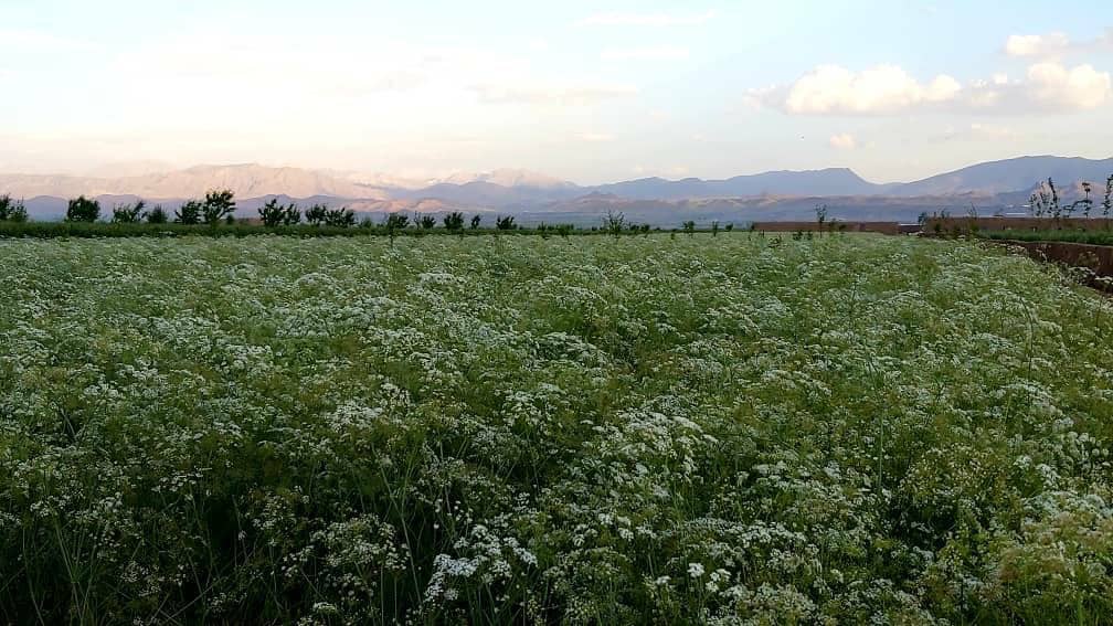 Uruzgan produced 610 Tons Cumin this year