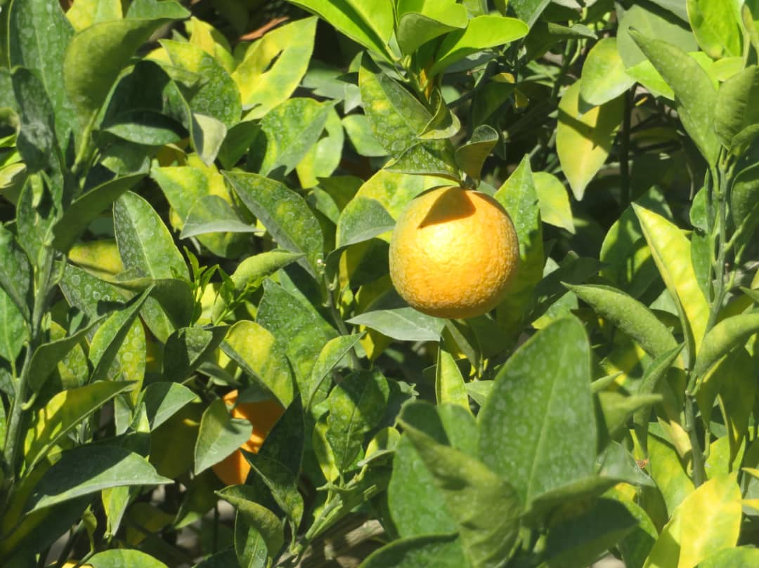 د ننګرهار مالټې