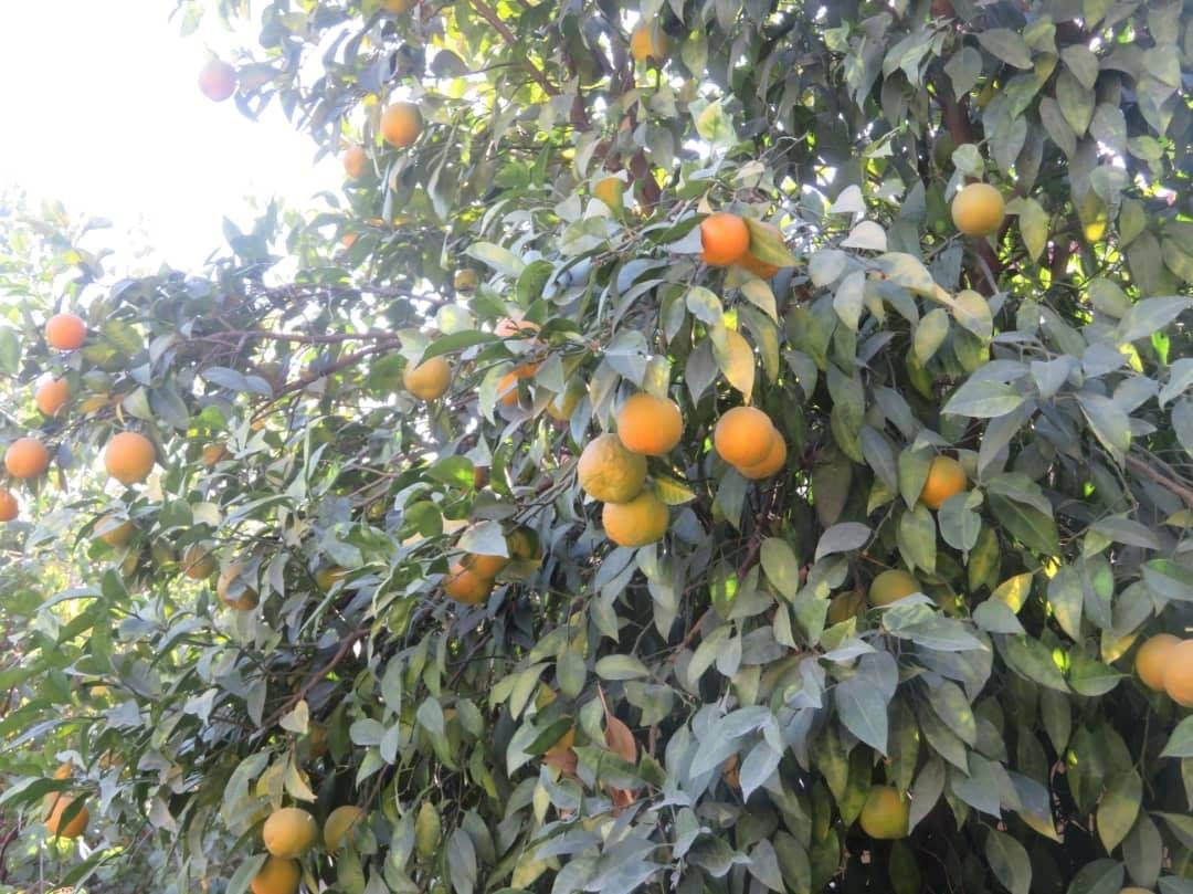 فصل برداشت حاصلات نارنج در ننگرهار- عکاس: شجاع نوری