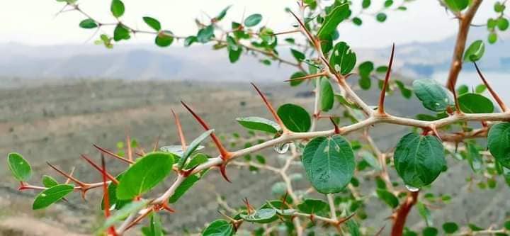 جنگل‌های بیر توسط ریاست زراعت لغمان احداث شده است.
