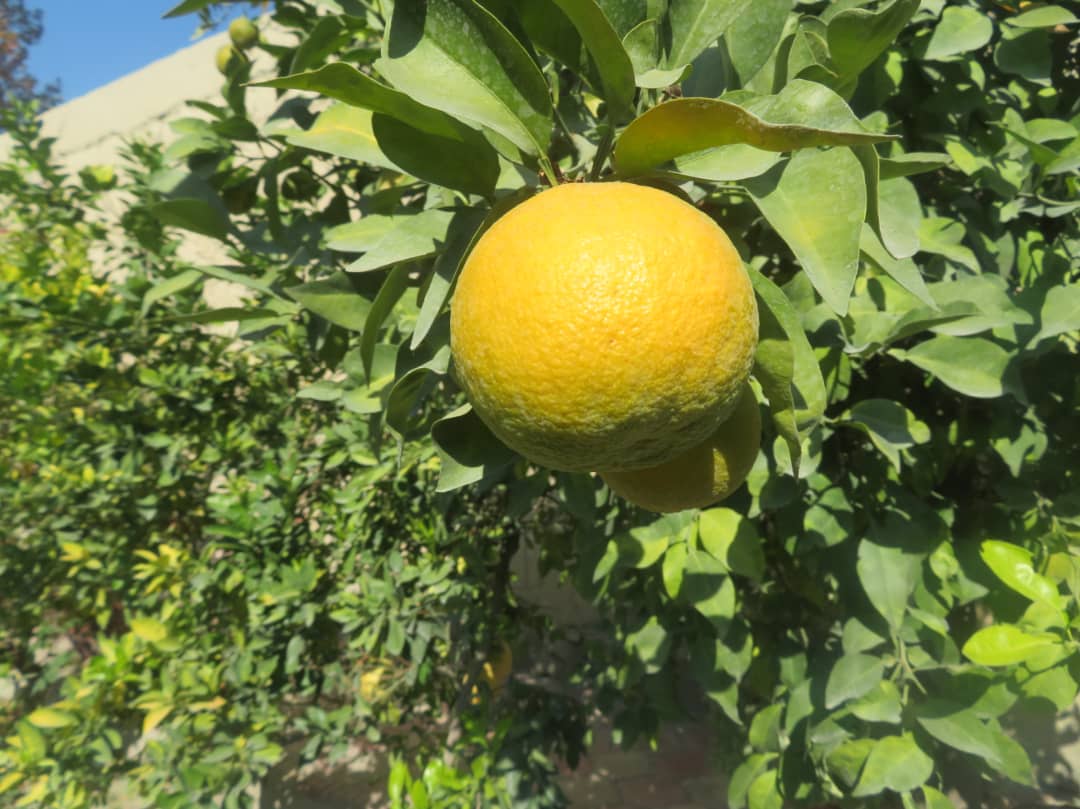 د ننګرهار مالټې