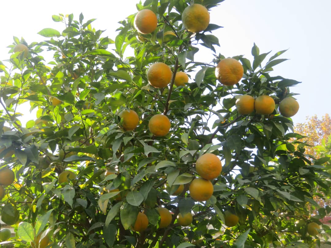 د ننګرهار مالټې