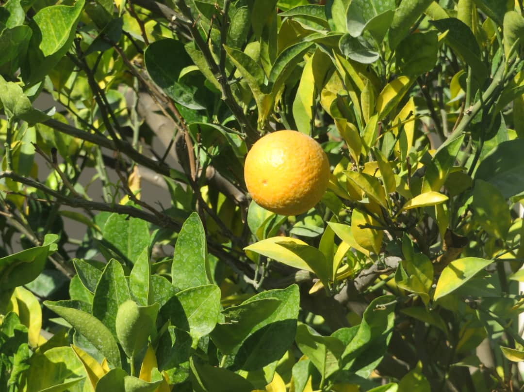د ننګرهار مالټې