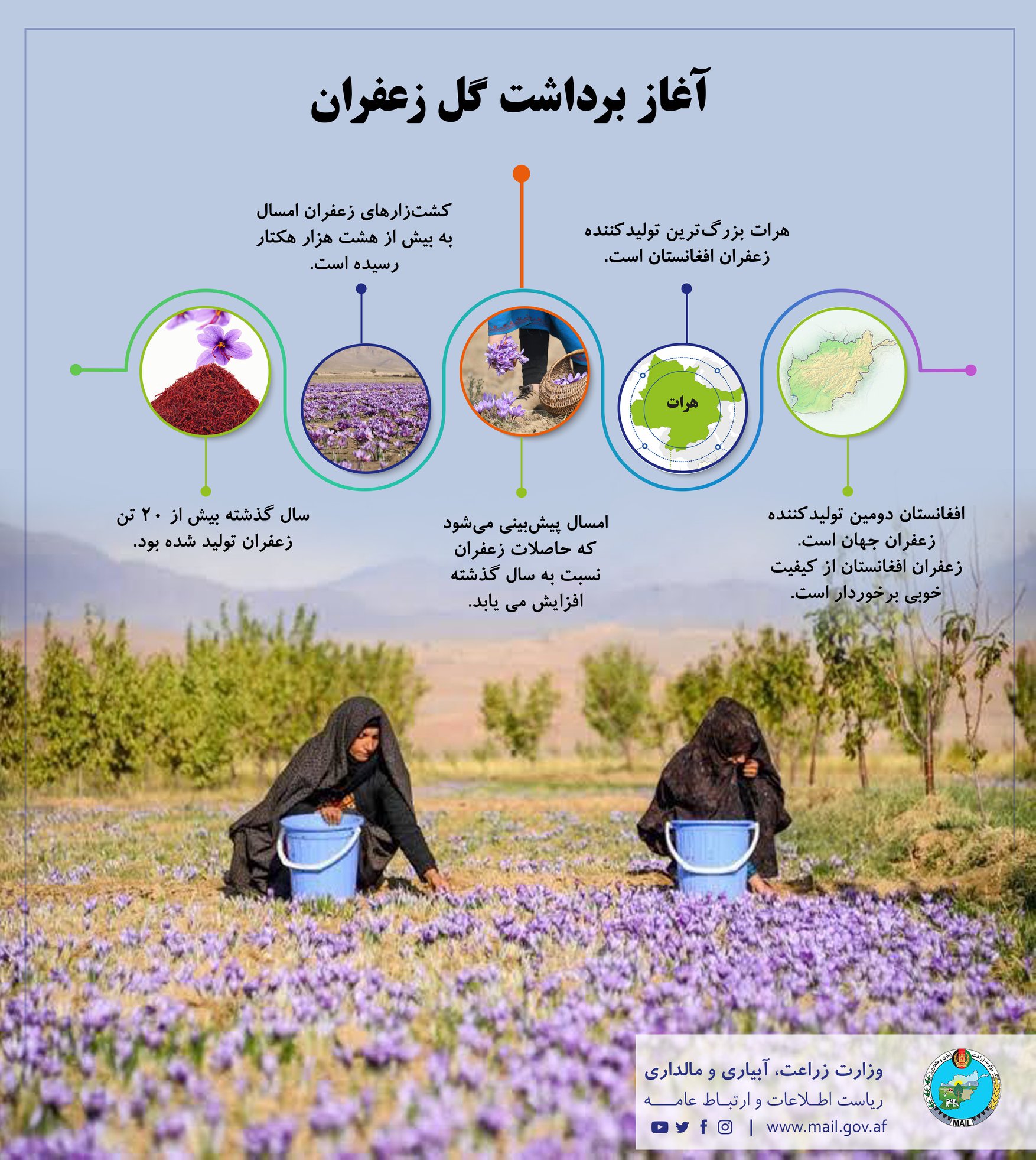 برداشت گل زعفران آغاز شد