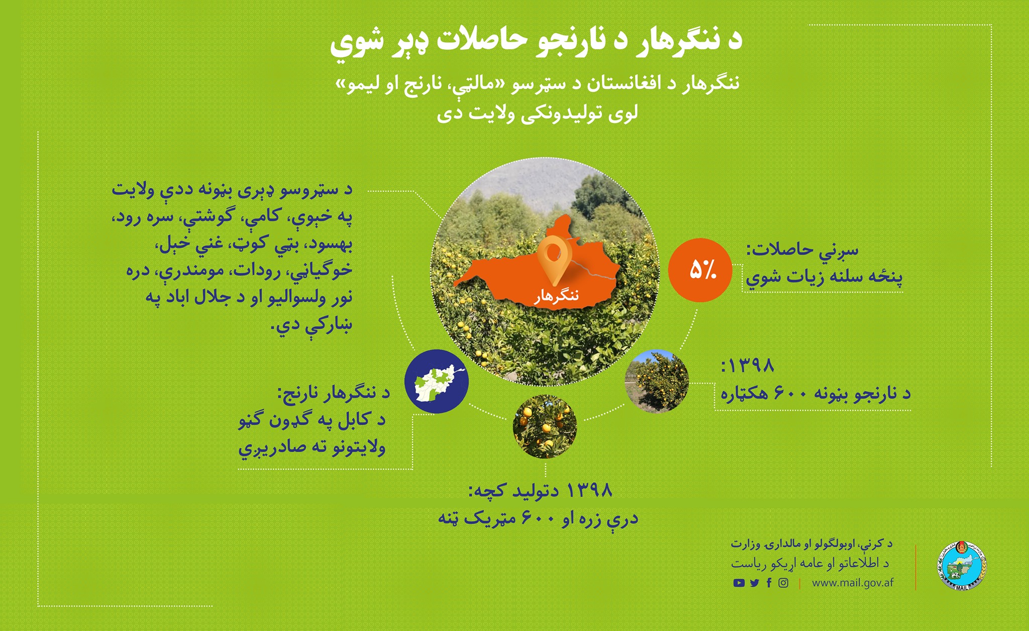 د ننګرهار د نارنجو حاصلات ډېر شوي