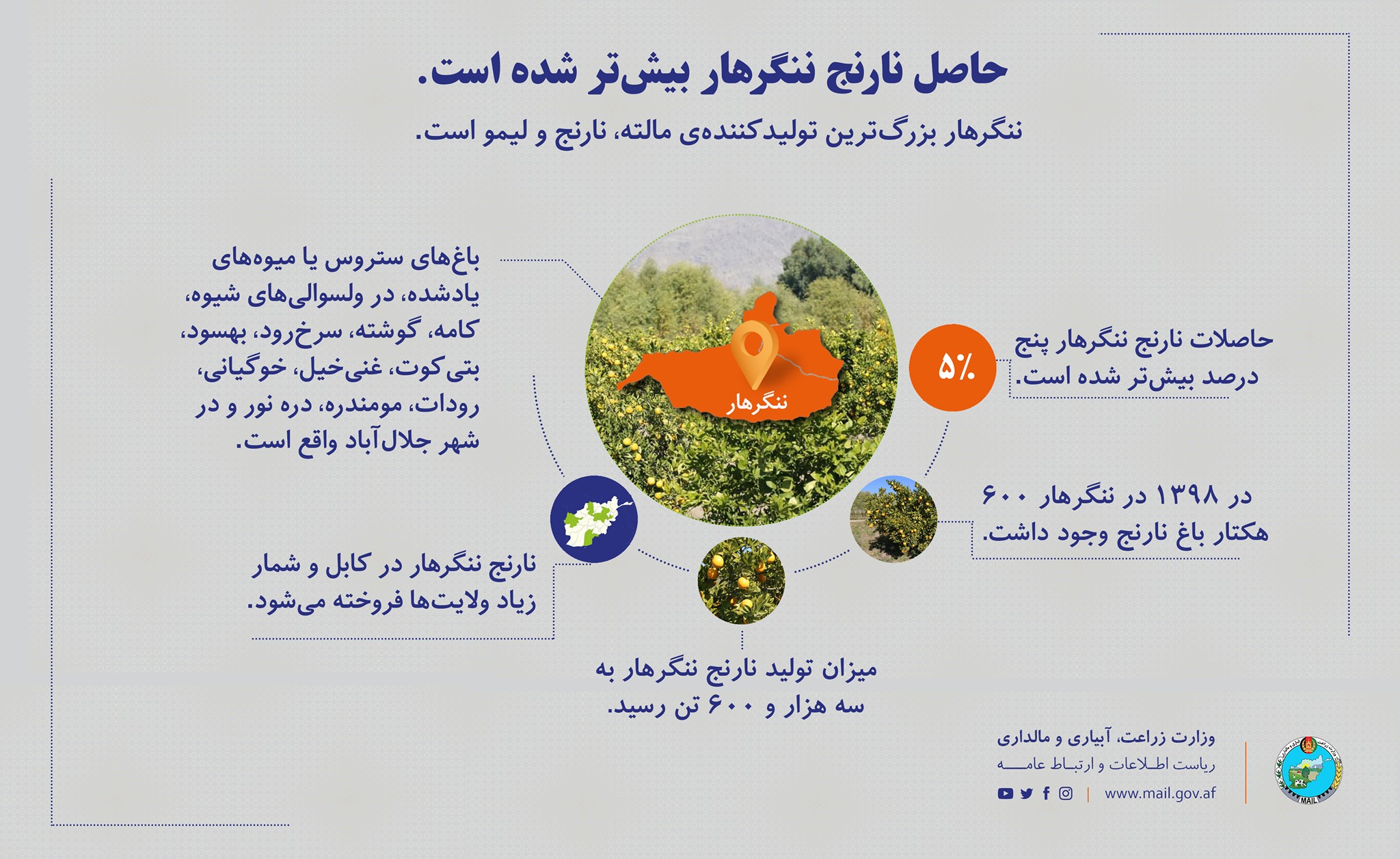 حاصل نارنج ننگرهار بیش‌تر شده است.