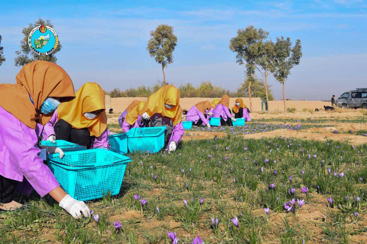 Views of saffron flower picking in Herat