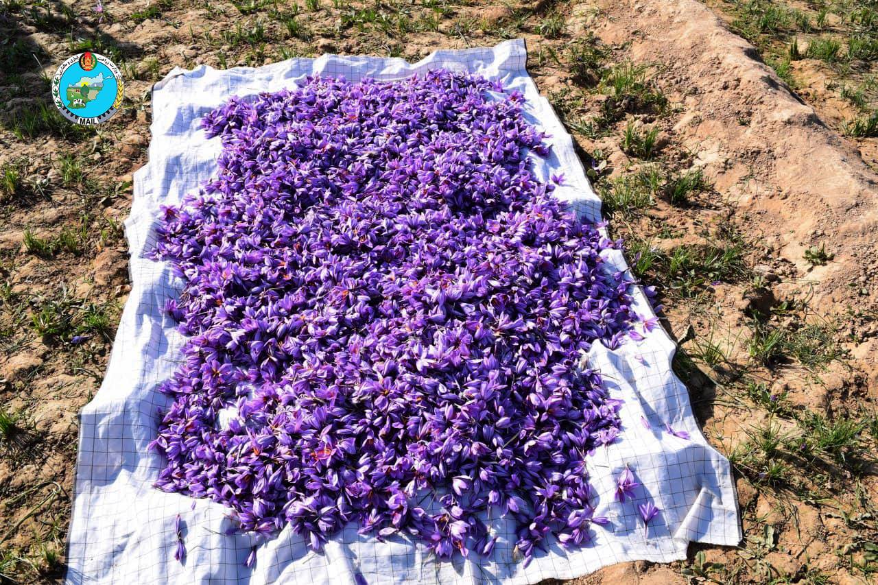 Views of saffron flower picking in Herat