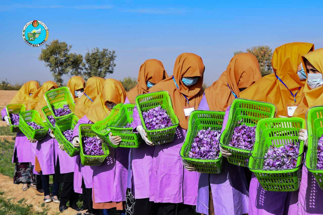 Views of saffron flower picking in Herat