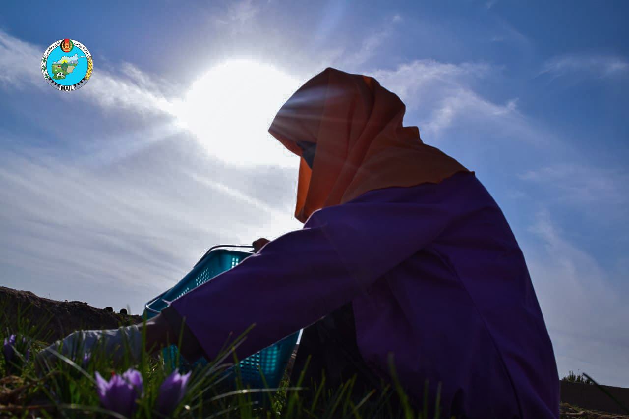 Views of saffron flower picking in Herat