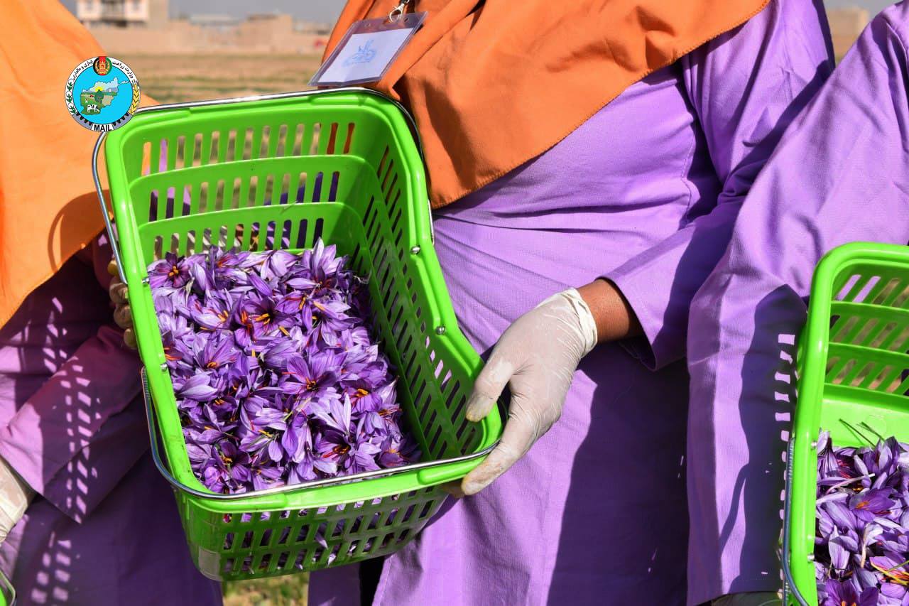 Views of saffron flower picking in Herat