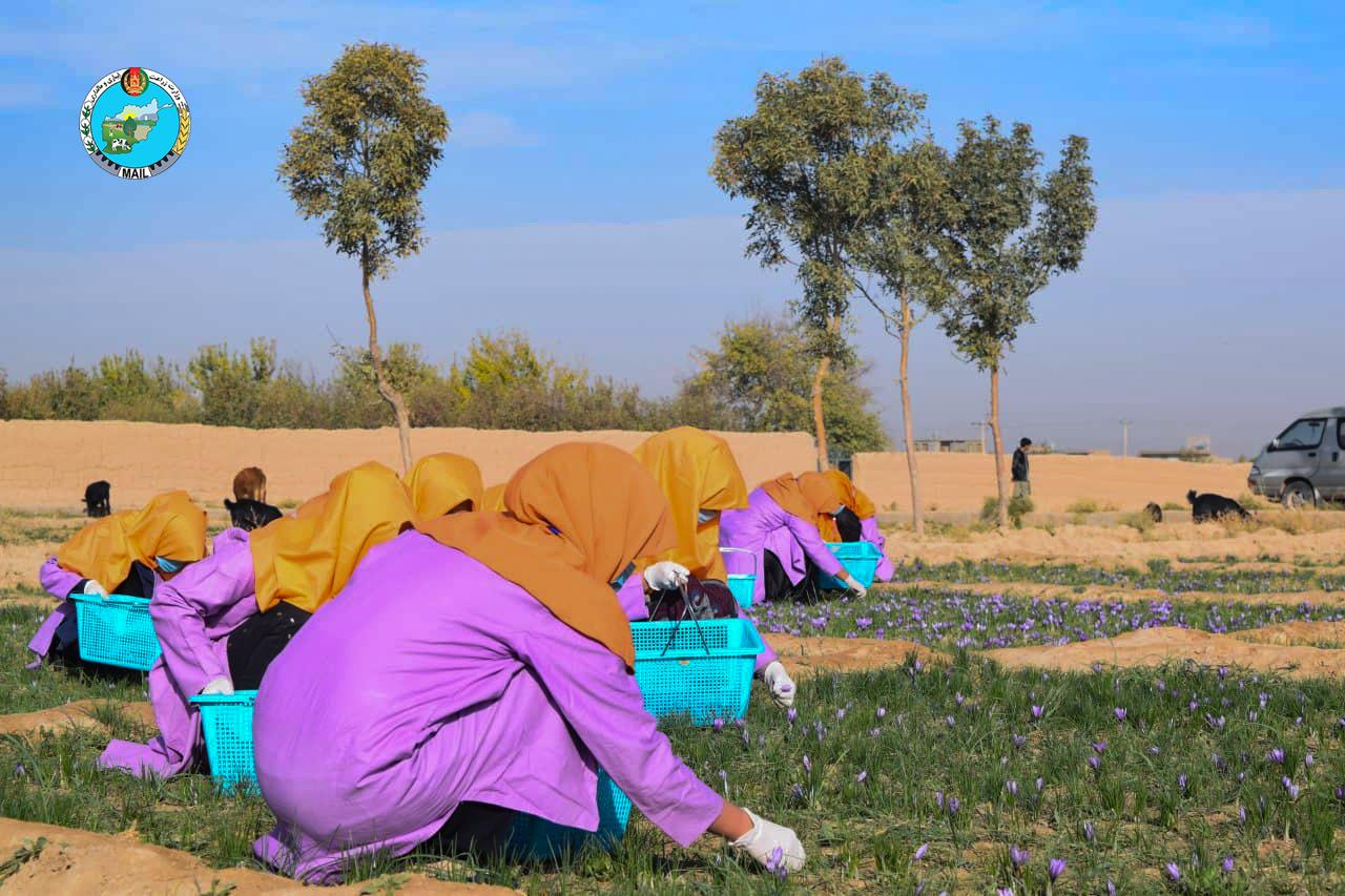 Views of saffron flower picking in Herat