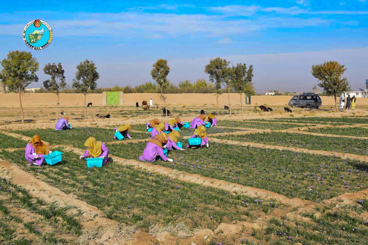 Views of saffron flower picking in Herat