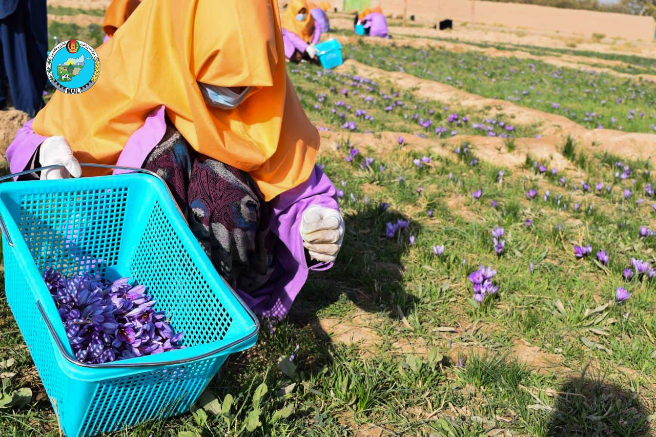 Views of saffron flower picking in Herat