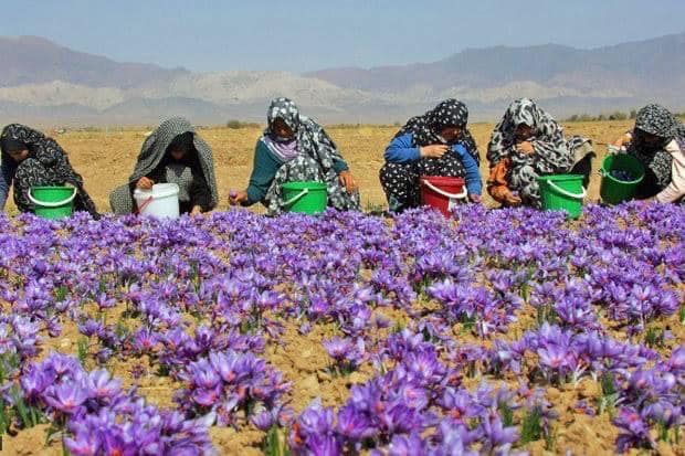 Harvesting season of Saffron's flower began in Balkh