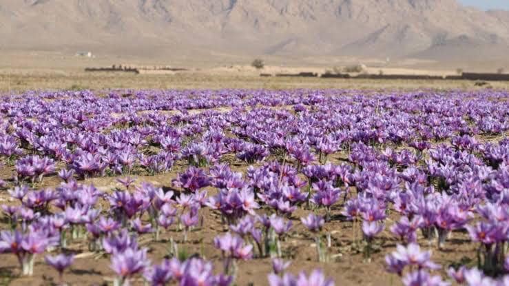 Harvesting season of Saffron's flower began in Balkh