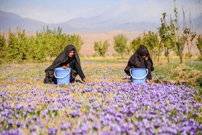 Harvesting season of Saffron's flower began in Balkh