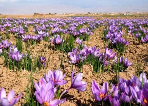 Harvesting season of Saffron's flower began in Balkh