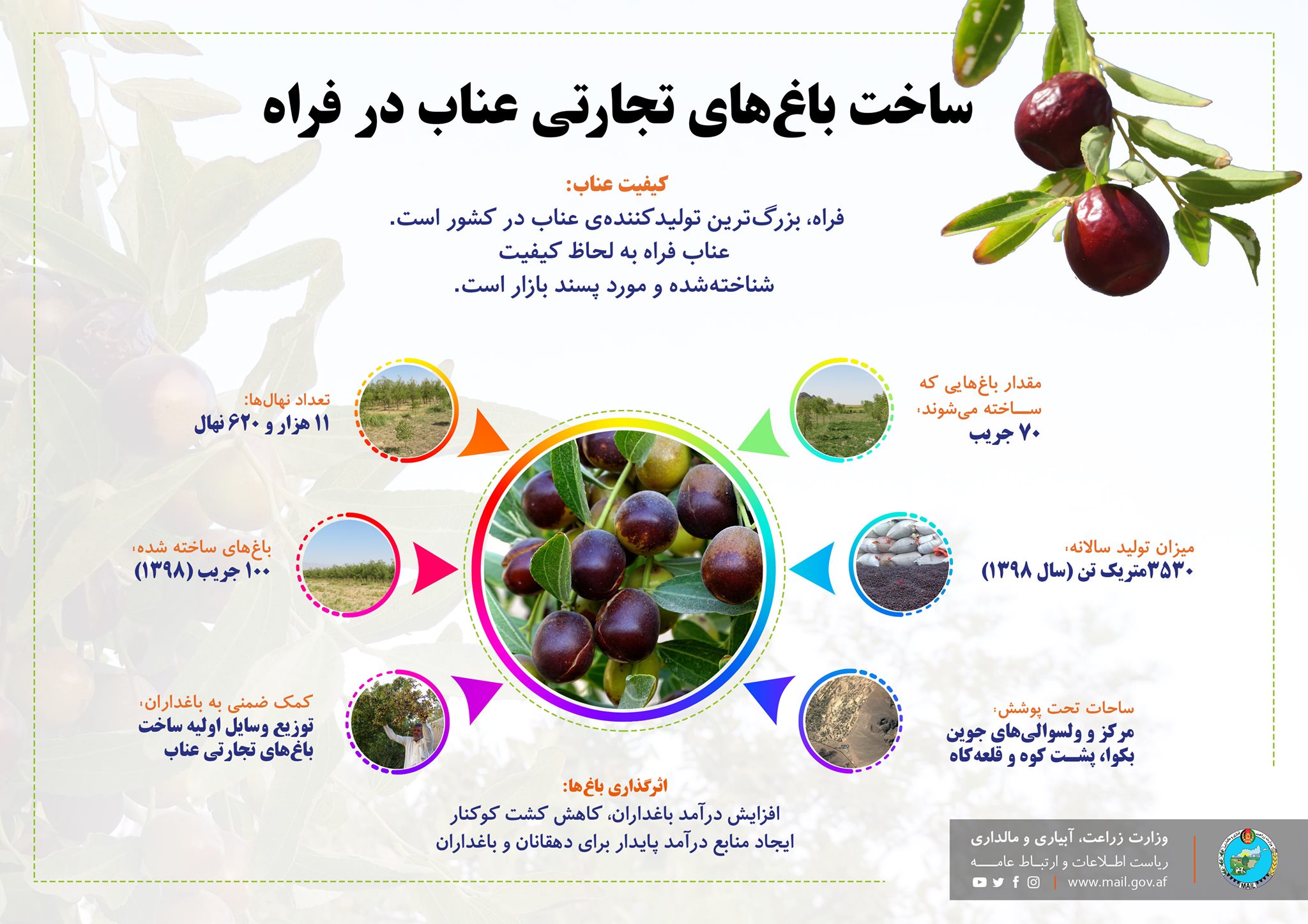 ساخت باغ‌های تجارتی عناب در فراه