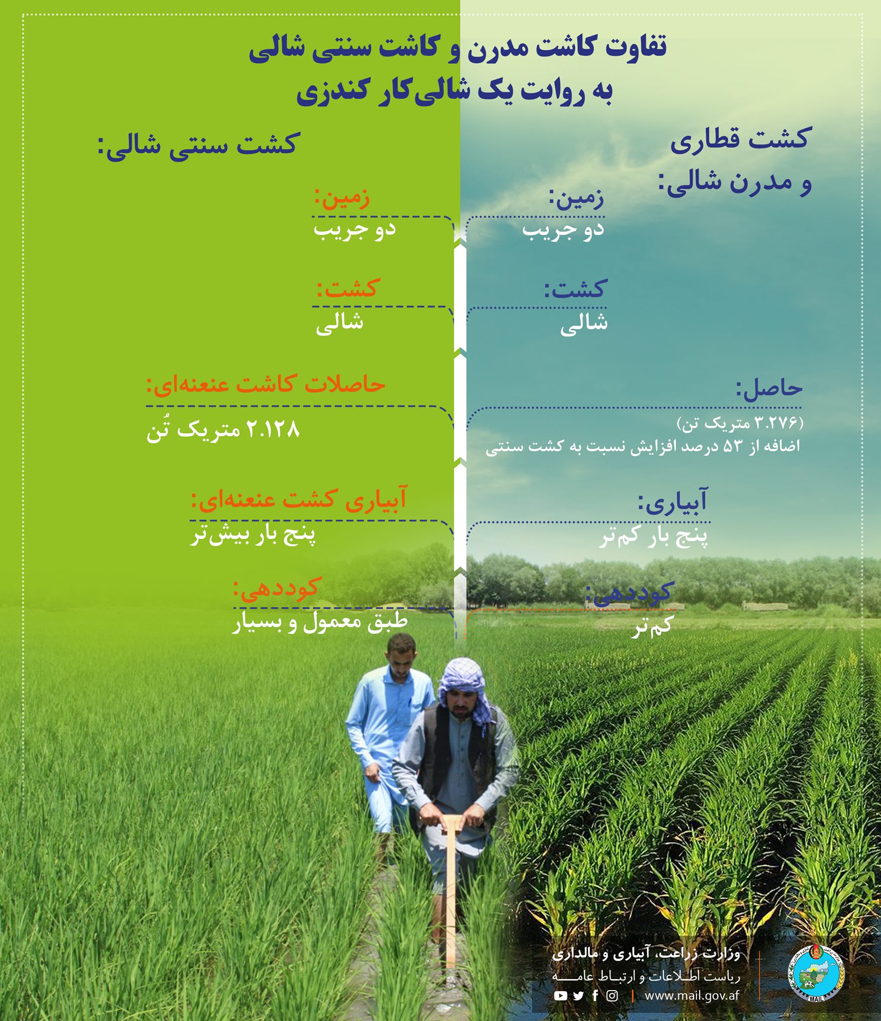 تفاوت کاشت مدرن و کاشت سنتی شالی