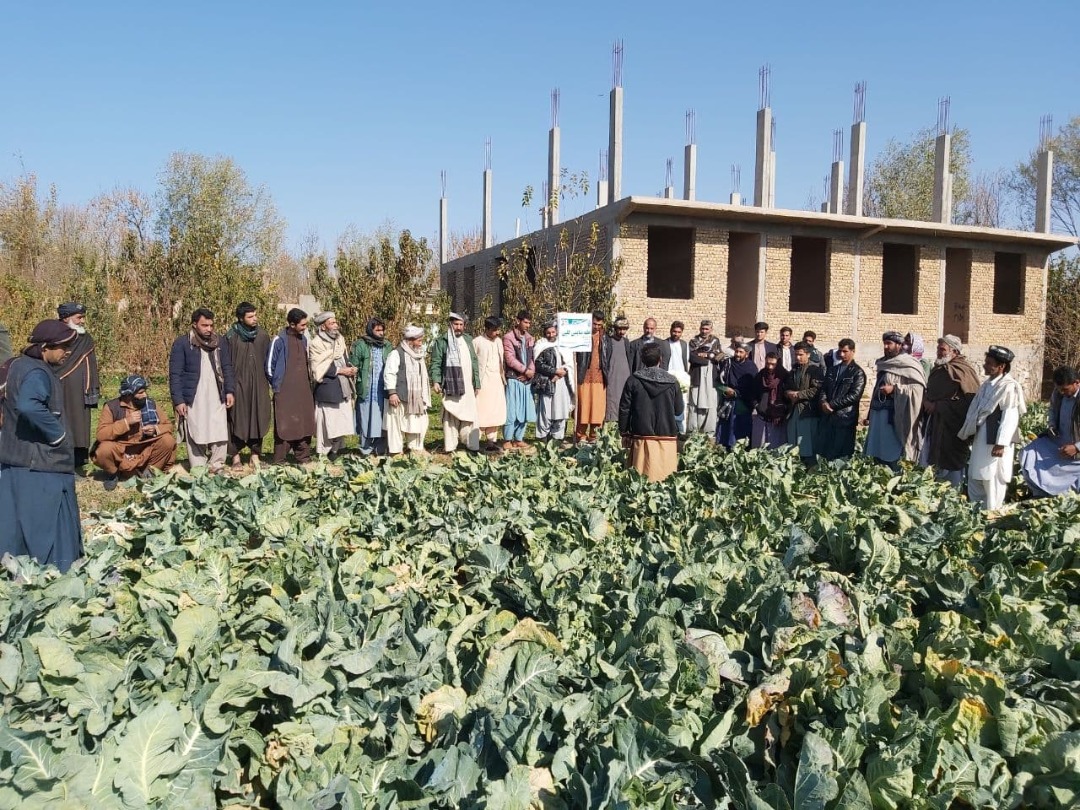 On-farm training; Sharing the experience of planting Cauliflower with 45 farmers in Herat