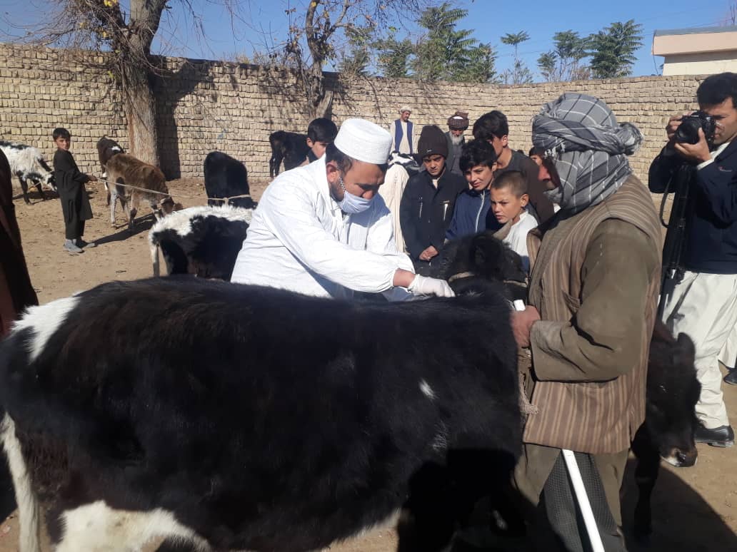 More than 240,000 Pets are vaccinated in Faryab