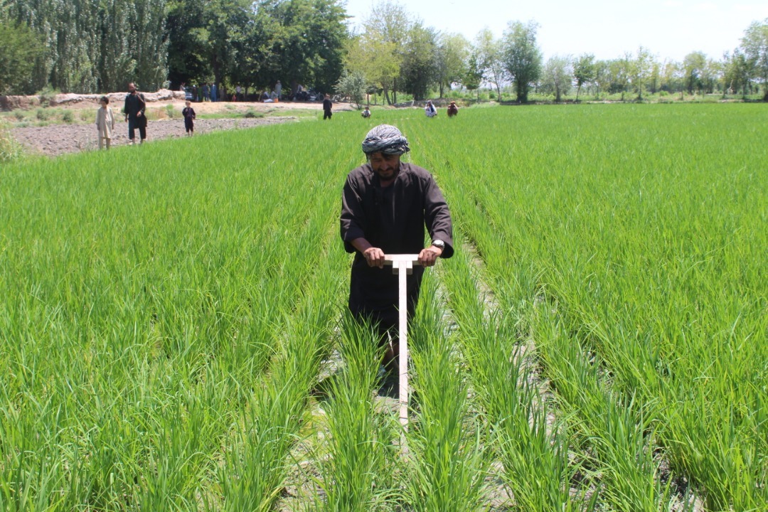 19 Bean and Paddy demonstration farms built in three provinces, this year