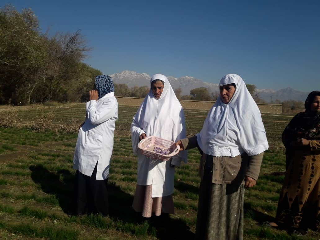 Five Saffron show farms build in Kapisa