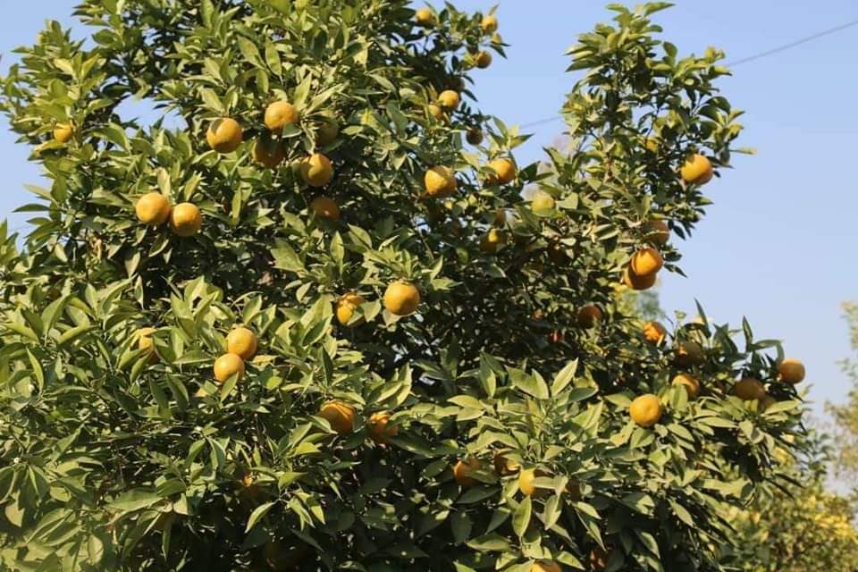 د ننګرهار د مالټې انځورونه