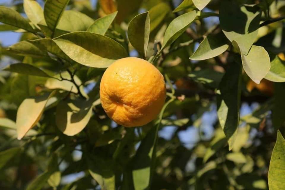 د ننګرهار د مالټې انځورونه