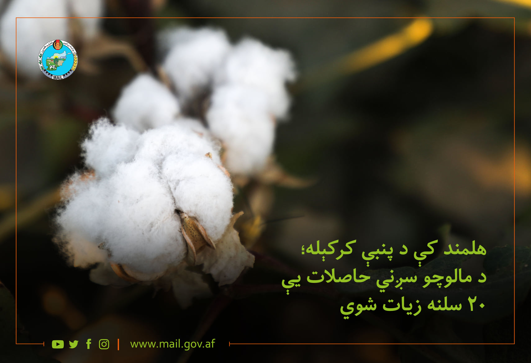 هلمند کې د پنبې کرکېله؛ د مالوچو سږني حاصلات یې ۲۰ سلنه زیات شوي