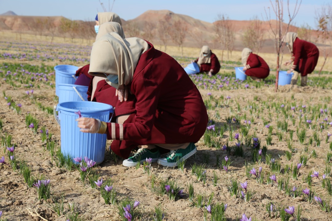 Saffron's flower harvesting in Herat province