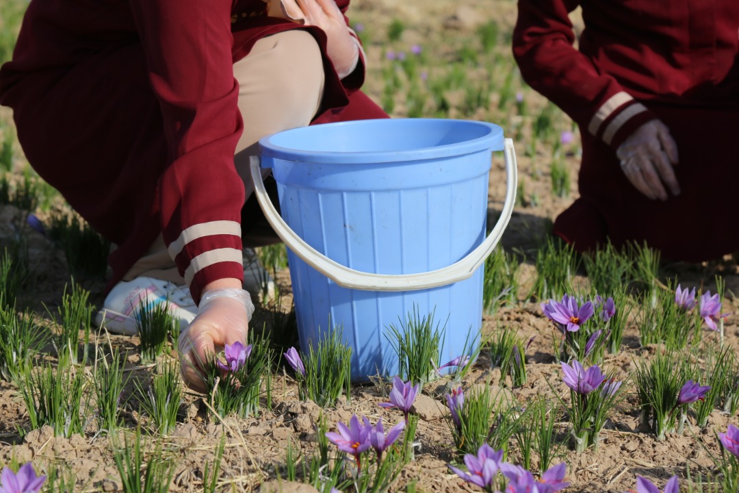 Saffron's flower harvesting in Herat province