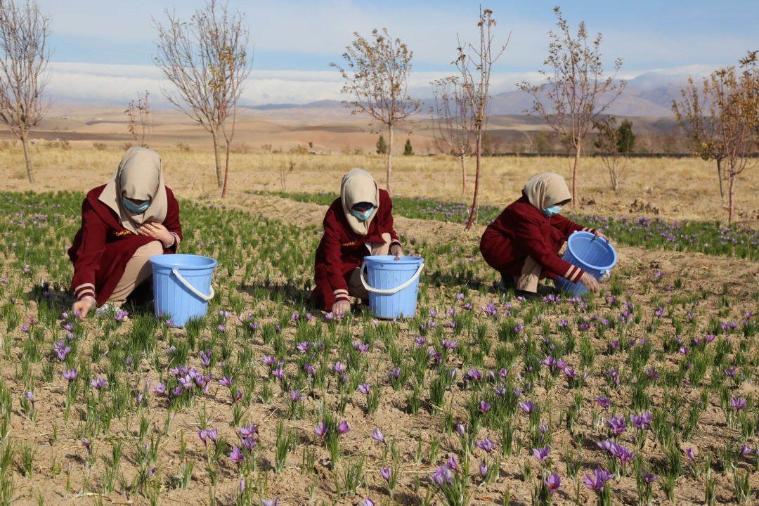 Saffron's flower harvesting in Herat province